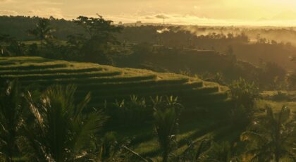 Scenic view of Bali rice terraces bathed in golden sunrise light.
